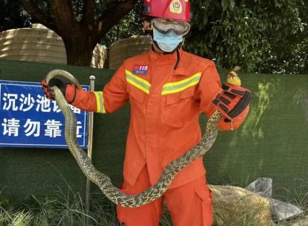近两米长！副驾传来异响，男子一摸吓掉魂，最近“无孔不入”