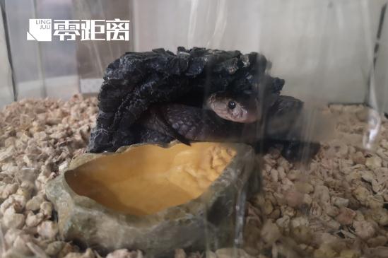 孩子网购受保护的眼镜蛇做宠物！父亲求助派出所……