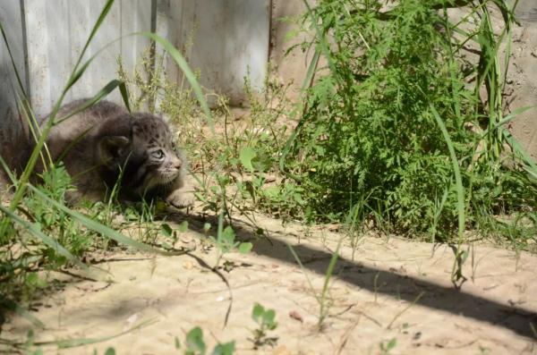 超萌!我国首个人工繁育兔狲叫“狲大娘” 超萌!我国首个人工繁育兔狲叫“狲大娘”