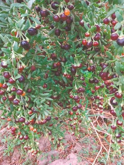 神奇！华南植物园研发水果型枸杞品种，口感甘甜