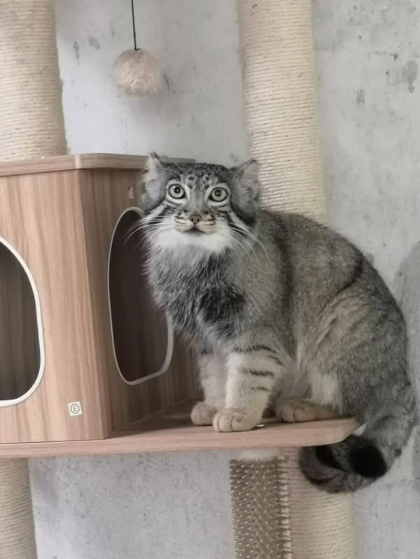 超萌!我国首个人工繁育兔狲叫“狲大娘” 超萌!我国首个人工繁育兔狲叫“狲大娘”