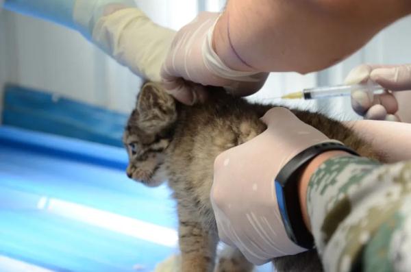 超萌!我国首个人工繁育兔狲叫“狲大娘” 超萌!我国首个人工繁育兔狲叫“狲大娘”