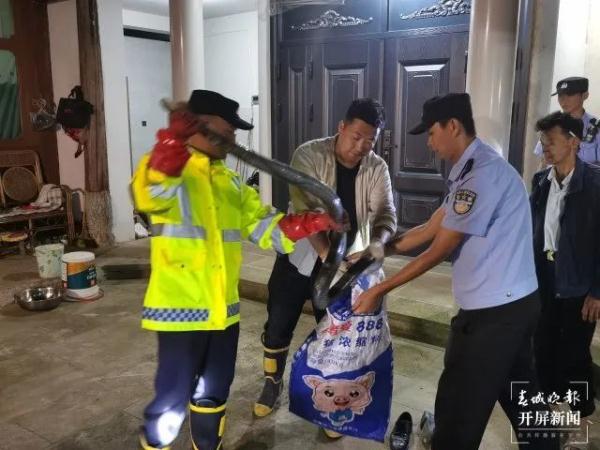 太吓人！3米多长眼镜王蛇窜入腾冲一居民家中......