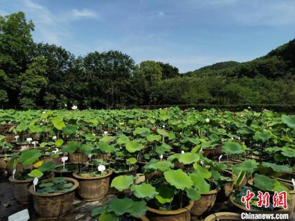 武汉500余种荷花“走出深闺”展千姿百态