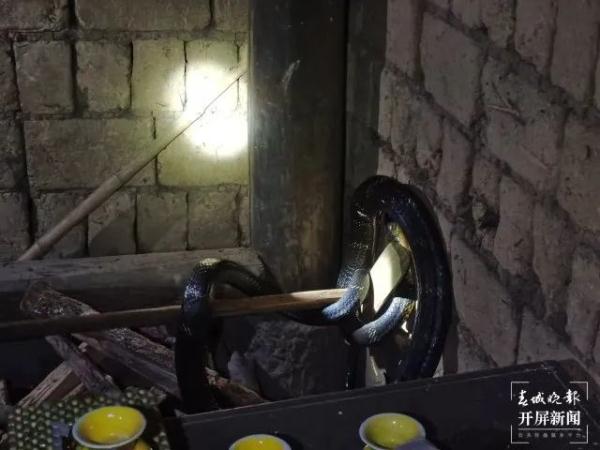太吓人！3米多长眼镜王蛇窜入腾冲一居民家中......