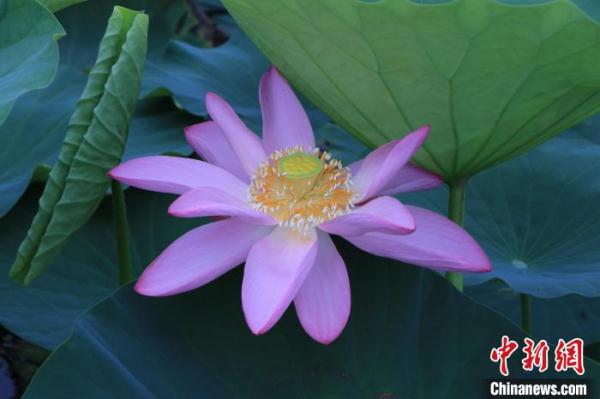 武汉500余种荷花“走出深闺”展千姿百态