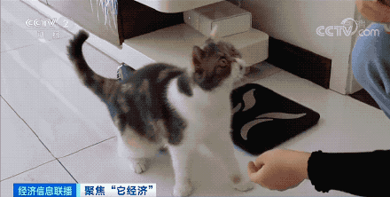 宠物行业白皮书：我国养猫人群数超过养狗人群数