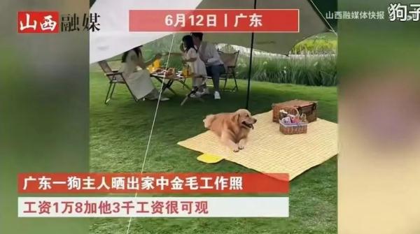 我国养猫人群数超过养狗人群,网友:猫派大胜利! 我国养猫人群数超过养狗人群,网友:猫派大胜利!