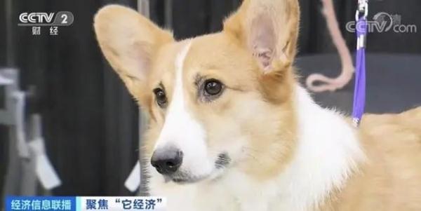 我国养猫人群数超过养狗人群,网友:猫派大胜利! 我国养猫人群数超过养狗人群,网友:猫派大胜利!