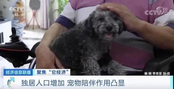 我国养猫人群数超过养狗人群,网友:猫派大胜利! 我国养猫人群数超过养狗人群,网友:猫派大胜利!