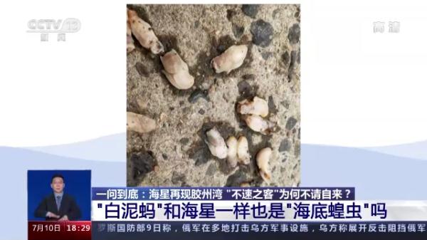 这地海星泛滥成灾！找网友帮吃光可行吗？