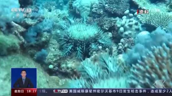 这地海星泛滥成灾！找网友帮吃光可行吗？