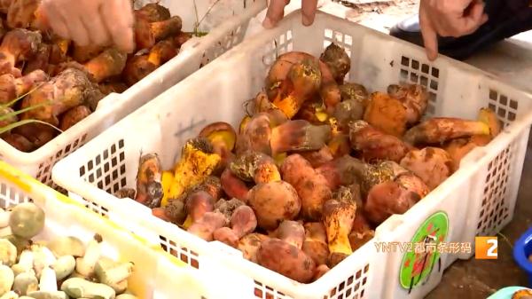 网购野生菌！这波操作最重要……