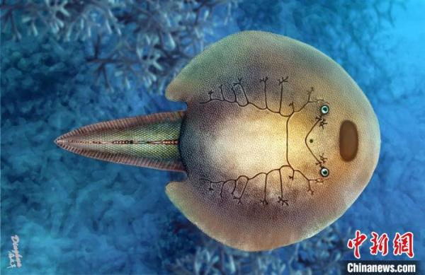 3.9亿年前的东方鱼为何能多存活两千万年？最新研究揭晓答案