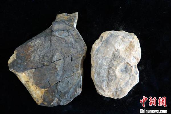 3.9亿年前的东方鱼为何能多存活两千万年？最新研究揭晓答案