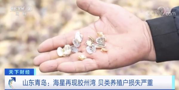 这地海星泛滥成灾！找网友帮吃光可行吗？