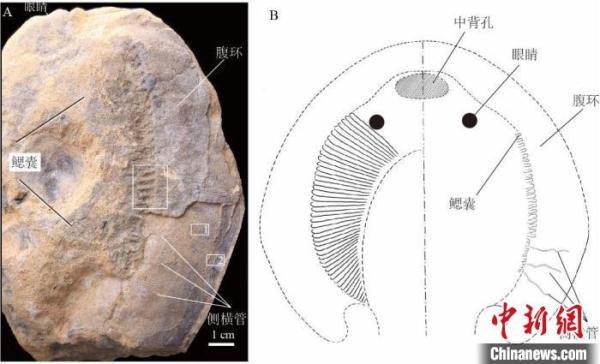 3.9亿年前的东方鱼为何能多存活两千万年？最新研究揭晓答案