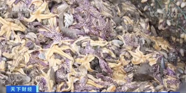 这地海星泛滥成灾！找网友帮吃光可行吗？