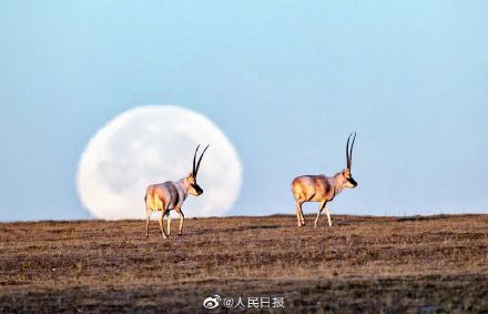 摄影师27年拍近20万张生态环保照片 摄影师27年拍近20万张生态环保照片