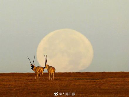 摄影师27年拍近20万张生态环保照片 摄影师27年拍近20万张生态环保照片