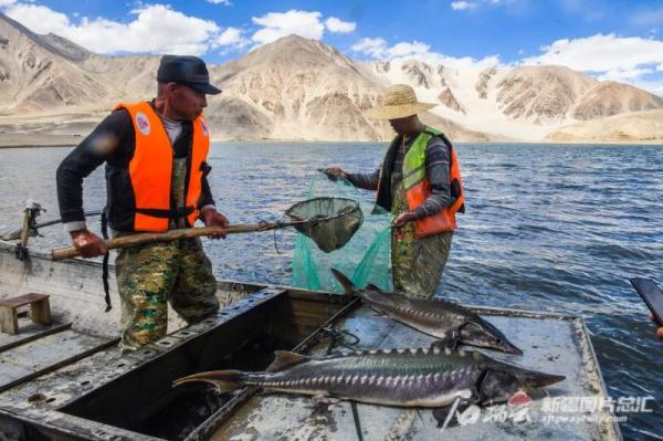 新疆沙漠腹地养出的螃蟹,你尝过没? 新疆沙漠腹地养出的螃蟹,你尝过没?