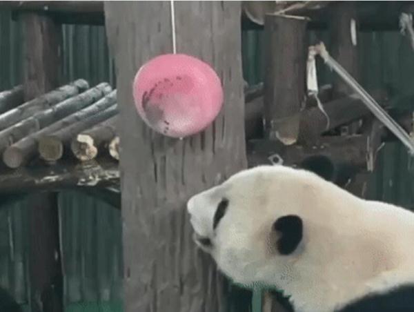 快看大熊猫啃西瓜冰 上海动物园“西郊特供雪糕”清凉登场