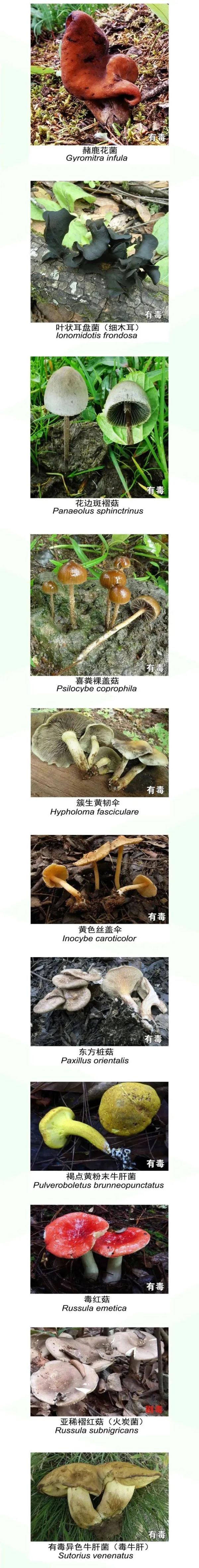 谨防野生菌中毒！云南省消费者协会发出警示