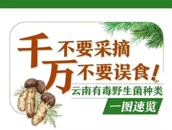 谨防野生菌中毒！云南省消费者协会发出警示