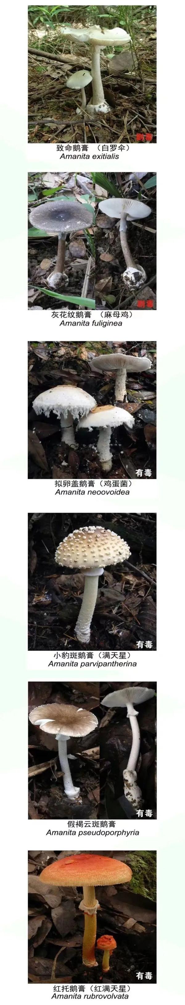 谨防野生菌中毒！云南省消费者协会发出警示