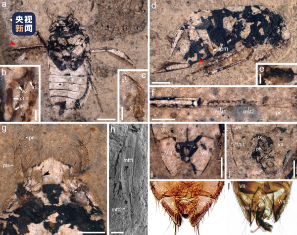 南京地质古生物研究所最新发现 南京地质古生物研究所最新发现