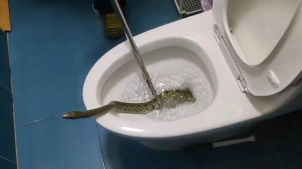 惊悚!女子如厕马桶里竟钻出一米多长大蛇 惊悚!女子如厕马桶里竟钻出一米多长大蛇