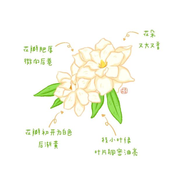 不认识花草？这份花草图鉴收好