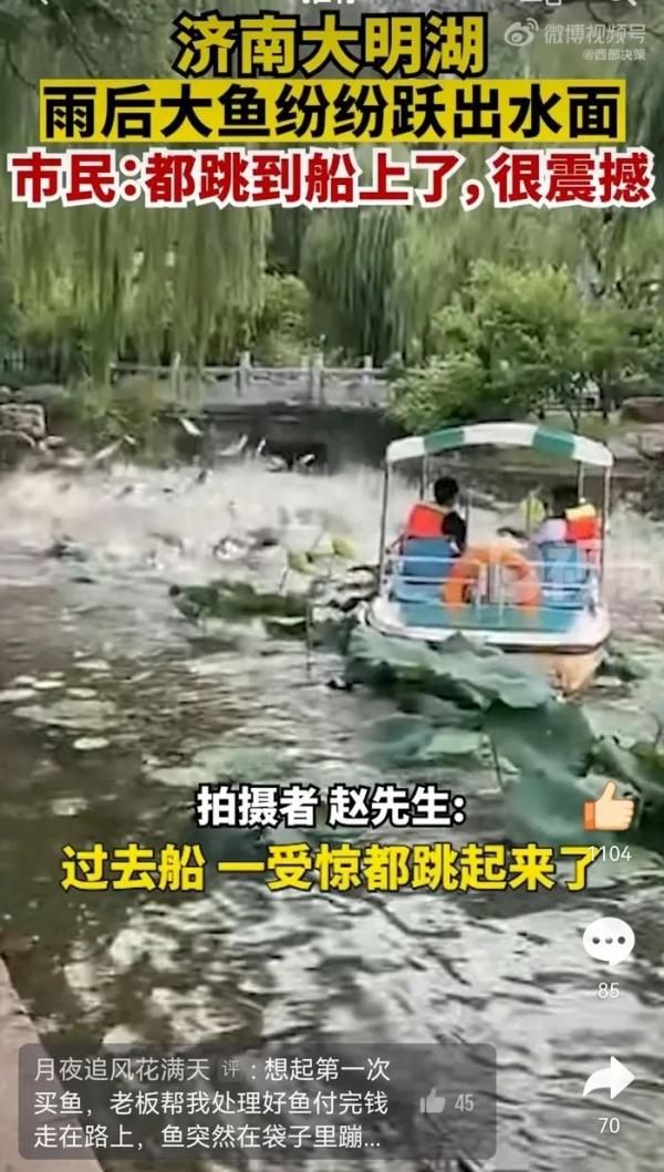 高温缺氧？受到惊吓？大明湖群鱼“跳水”为哪般