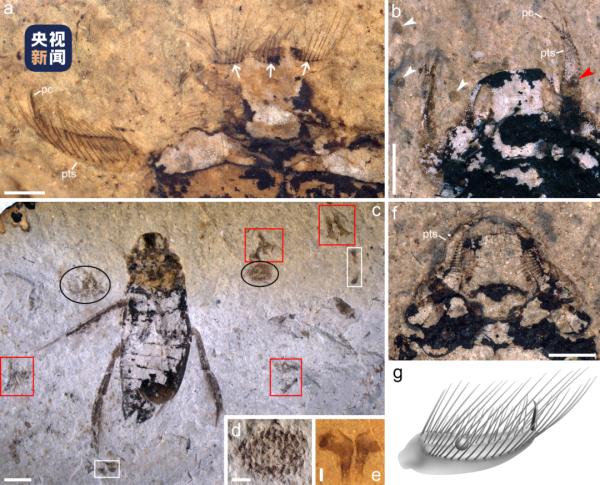 南京地质古生物研究所最新发现 南京地质古生物研究所最新发现