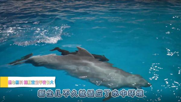 独苗苗！国内现存唯一鲸豚兽满月了