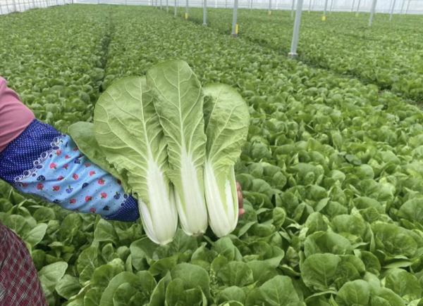 高温天线上买菜运力紧张？上海生鲜电商：货量充足，建议市民避开预定高峰