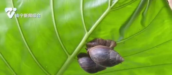 雨后这种蜗牛成群出没，别碰！别吃！