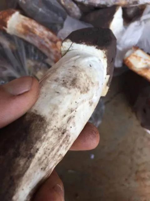 “我给云南人丢脸了”！男子回昆路上，花950元买了7袋“鸡枞”竟是…