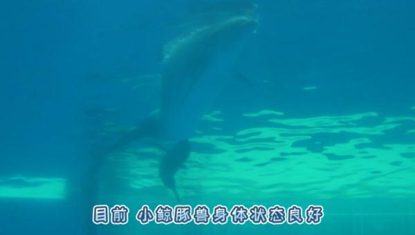 独苗苗！国内现存唯一鲸豚兽满月了