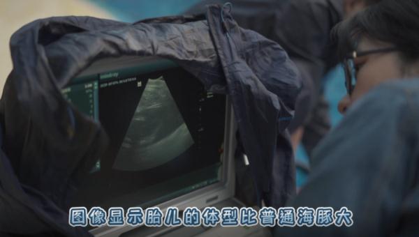独苗苗！国内现存唯一鲸豚兽满月了