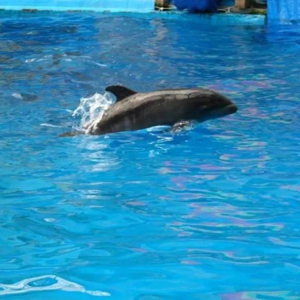 国内首例“混血”鲸豚兽在津降生！想看看吗？