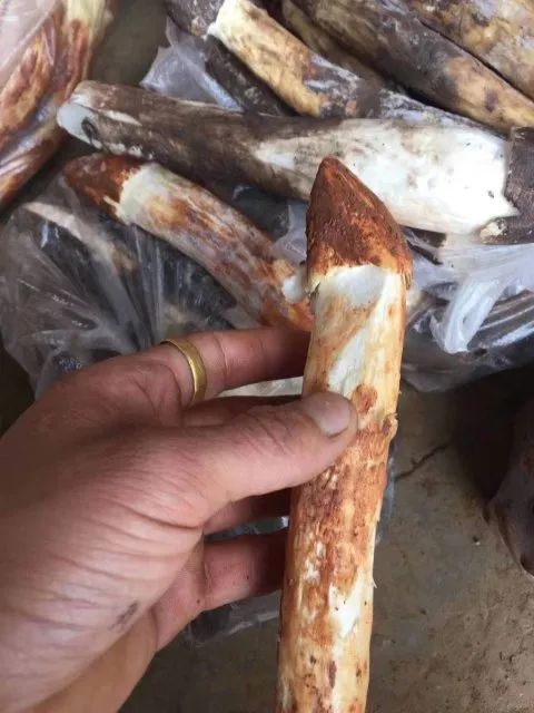 “我给云南人丢脸了”！男子回昆路上，花950元买了7袋“鸡枞”竟是…