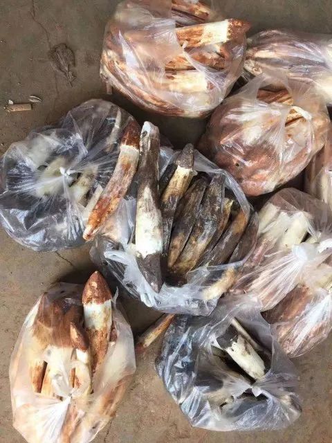 “我给云南人丢脸了”！男子回昆路上，花950元买了7袋“鸡枞”竟是…
