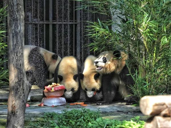 冰镇水果、喷淋洗澡、玩冰砖……重庆动物园的动物们这样过夏天 冰镇水果、喷淋洗澡、玩冰砖……重庆动物园的动物们这样过夏天