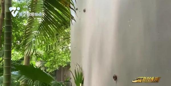 雨后这种蜗牛成群出没，别碰！别吃！