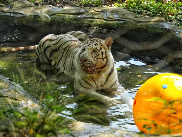 冰镇水果、喷淋洗澡、玩冰砖……重庆动物园的动物们这样过夏天 冰镇水果、喷淋洗澡、玩冰砖……重庆动物园的动物们这样过夏天