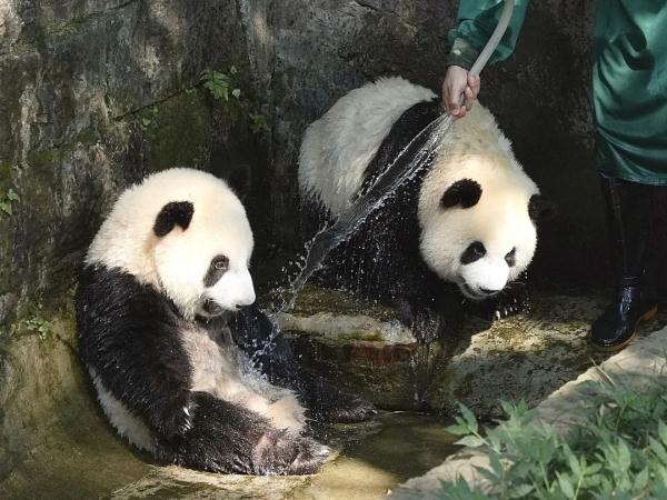冰镇水果、喷淋洗澡、玩冰砖……重庆动物园的动物们这样过夏天 冰镇水果、喷淋洗澡、玩冰砖……重庆动物园的动物们这样过夏天