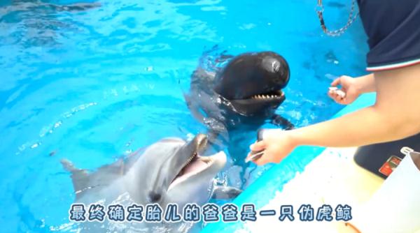 独苗苗！国内现存唯一鲸豚兽满月了