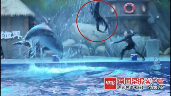 看着都疼！海洋馆内一海豚突然将驯养员抛至高空……