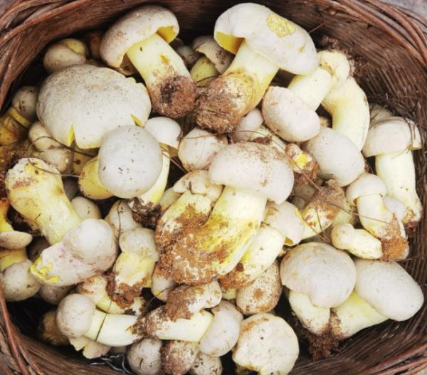 玉溪易门:野生菌价格冲高 交易持续火爆 玉溪易门:野生菌价格冲高 交易持续火爆